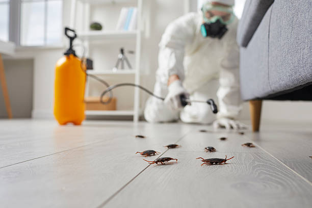 Post-Treatment Bed Bug Interceptor Monitoring in Council Bluffs